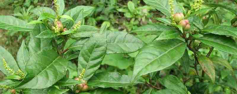 枸杞种植效益怎么样(枸杞种植效益如何)